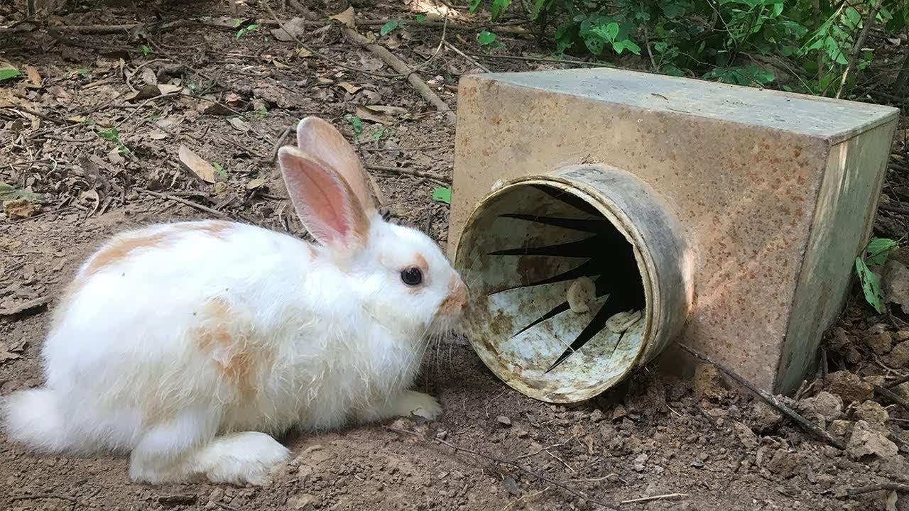 Creative Boy Catch A Wild Rabbit Using Homemade Rabbit Trap For Pet