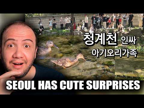 청계천 뽕나무 아래 오디 주워 먹는 오리가족 폭풍 성장하는 중 | TEACHER PAUL REACTS 🇰🇷