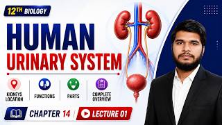 Human Urinary System | Kidneys Location | Functions | Parts | 12th Bio New Book| Chap 14 | Lec 01