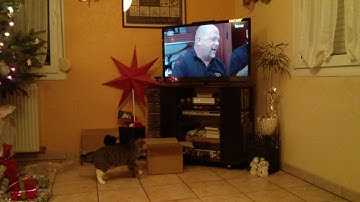 Chats qui jouent à cache cache