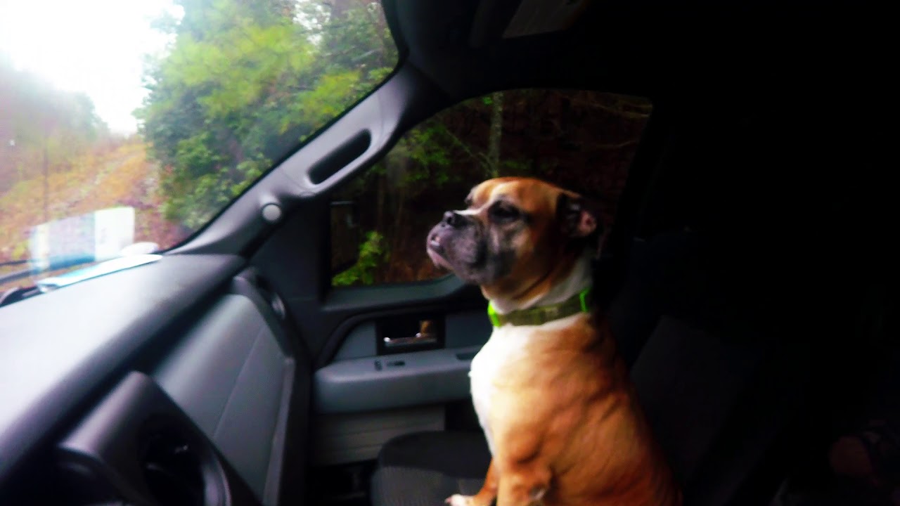 boxer dog YouTube