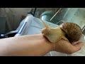 Mon petit maurice escargot