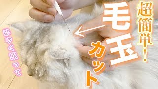 長毛種猫ちゃんの簡単な毛玉カットの方法！