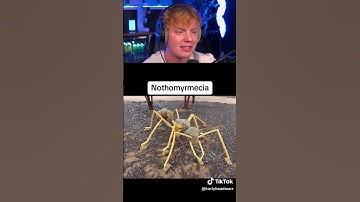 Insects That Used to Be Giants! 😱