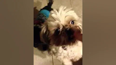 Perry Pups Tricks