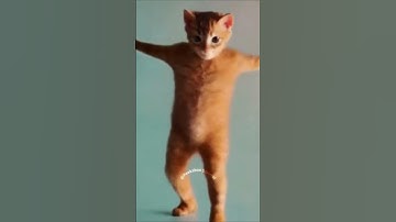 When the catnip hits too hard...  #funny #cat #peekaboosquirrel