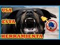 Herramienta muy EFICAZ 👍 para entrenar perros MIEDOSOS y AGRESIVOS