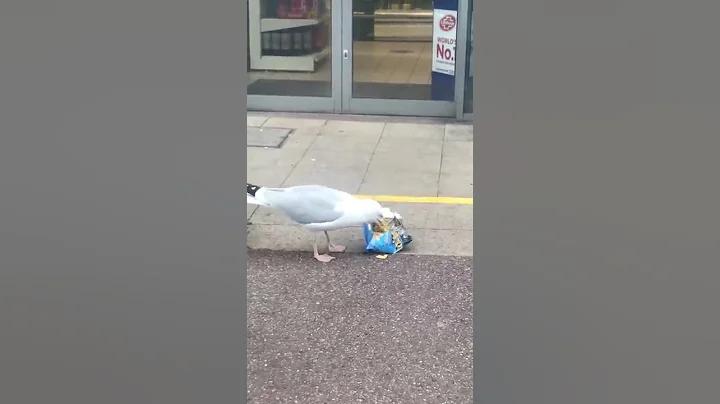 Sneaky Seagull Shoplifts a Snack || ViralHog - 天天要闻