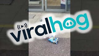 Sneaky Seagull Shoplifts a Snack || ViralHog