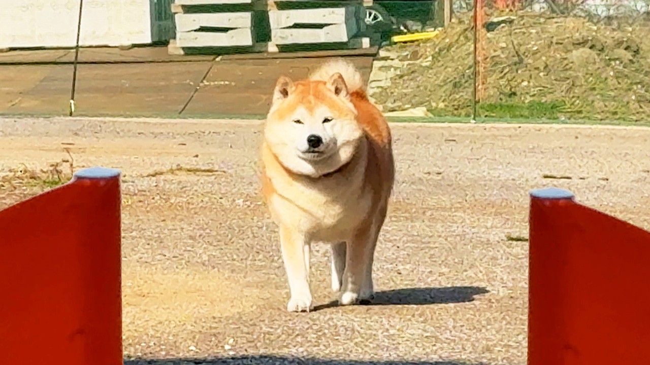 Shibe participates in a 30-meter race and elegantly sets a new