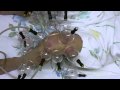吸玉療法・膝の治療