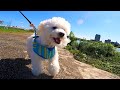 トイプードルとの散歩!!【GoPro9】
