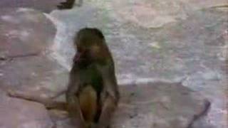 A Monkey gets a fright