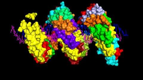 TALE DNA binding domain in complex with DNA
