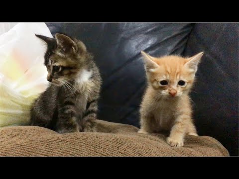 rescue-2-abandoned-kittens-crying-for-help,-they-are-so-hungry-&-needs-a-home
