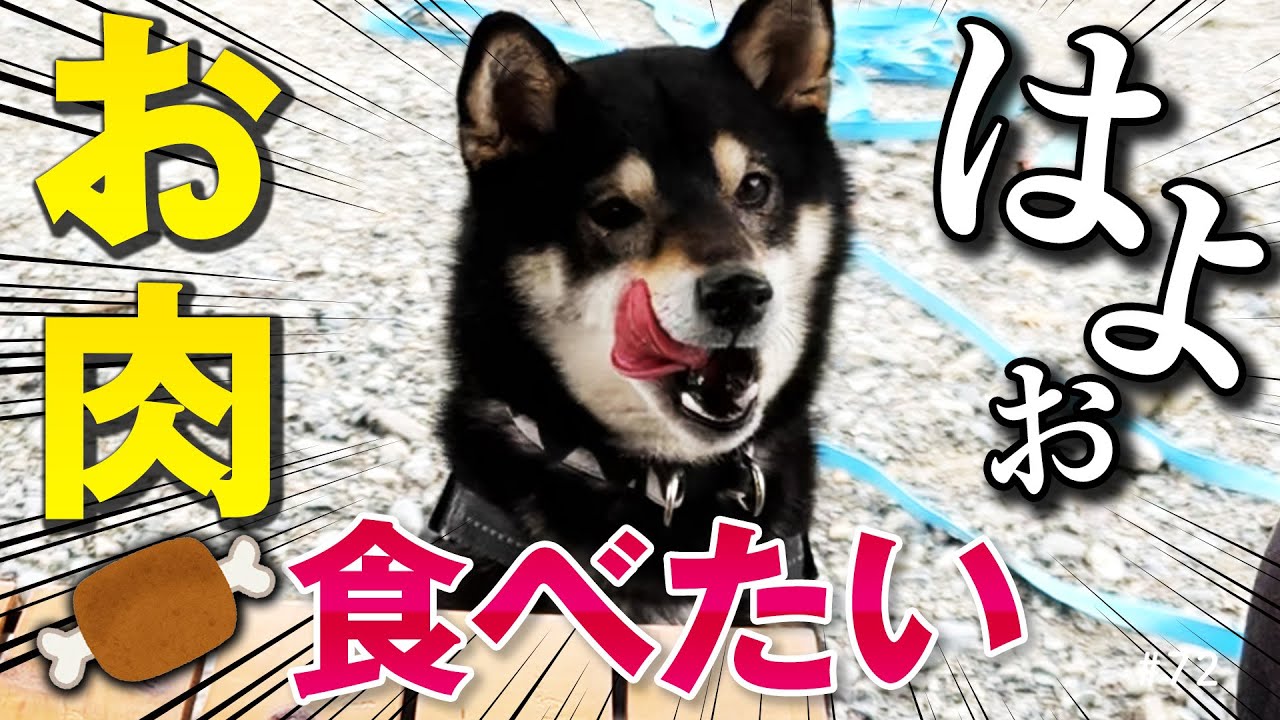 散歩中の柴犬が こんな表情で走れるの 笑った Grape グレイプ