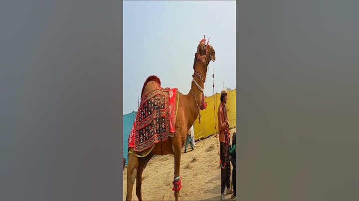 Dance Party Camel Shows Biggest Camel Animals Videos #animals #camel #camelshort