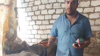 ازاي تتعامل مع عجل بعد الفطام وحل مشاكل العجول الصغيره (how to deal with small buffalio)