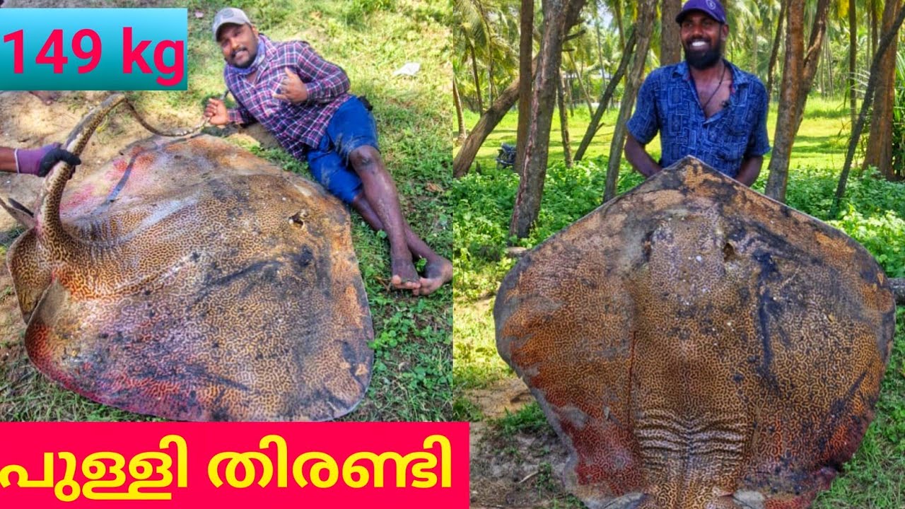ആന തിരണ്ടിയെ പിടിച്ചപ്പോൾ | 120 kg stingray caught from kerala