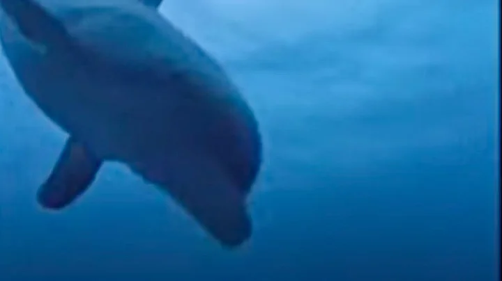 Dolphins and Humans | BBC Studios