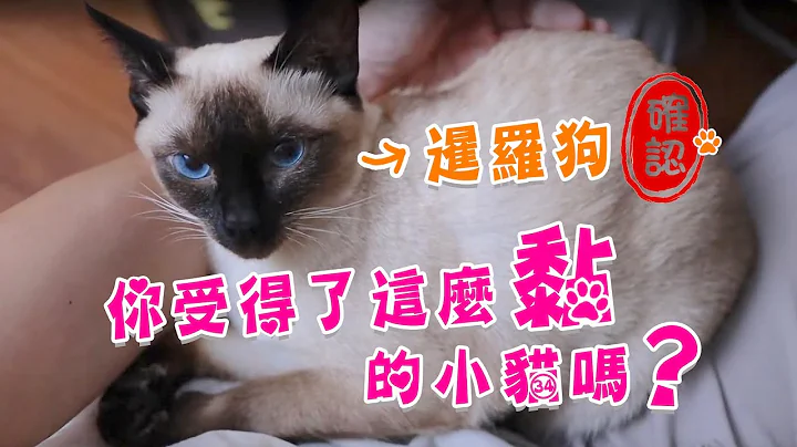 小猫可以有多黏人？真的是狗吧！(片尾太可爱)... - 暹罗猫阿香系列 - - 天天要闻