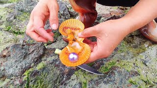 South Pacific purple pearl scallops are delicious and pearly