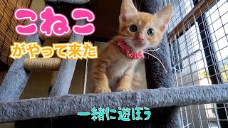 Download Lagu 子猫がやって来た‼️😊　　「一緒に遊ぼう」 MP3