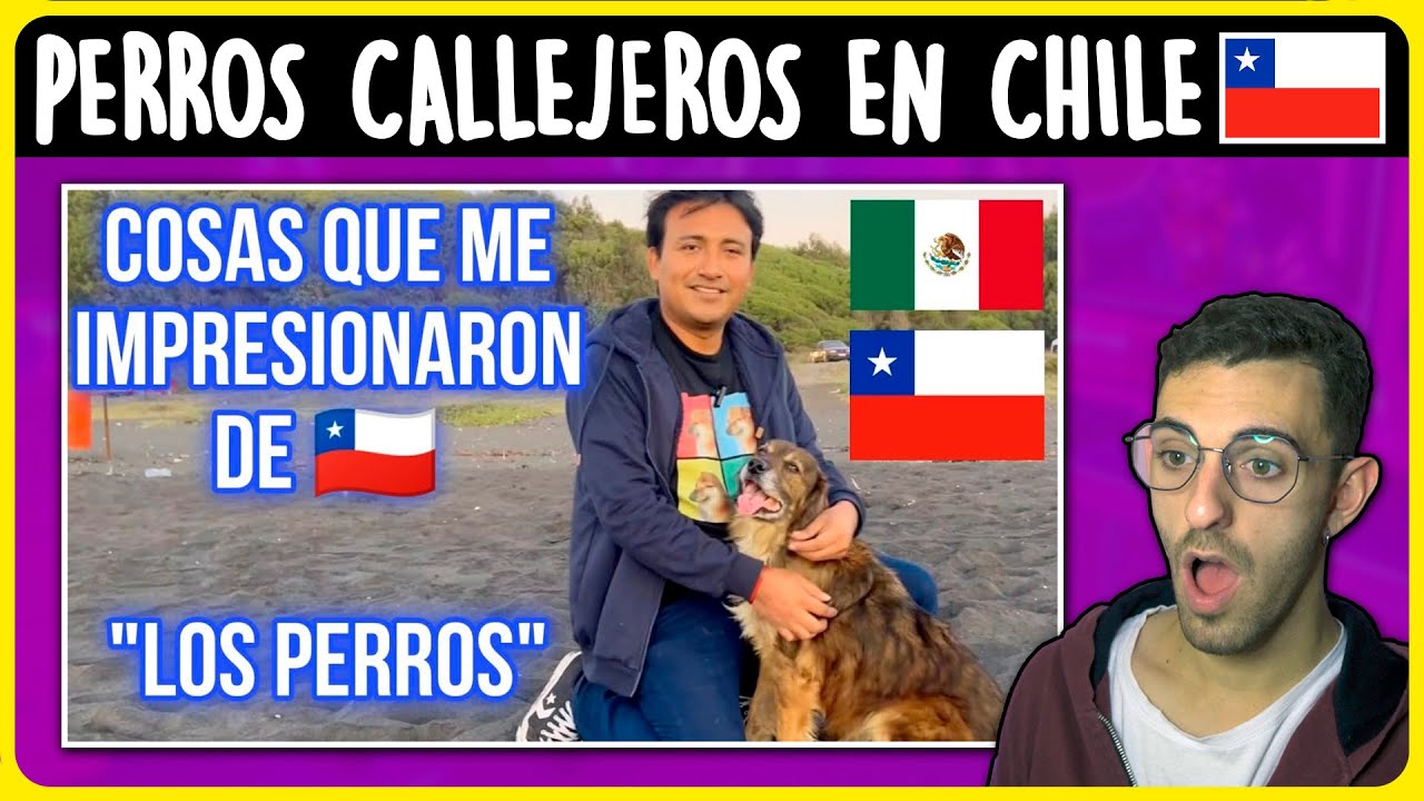 ARGENTINO reacciona a 👉Los PERRITOS CALLEJEROS en CHILE 😱 