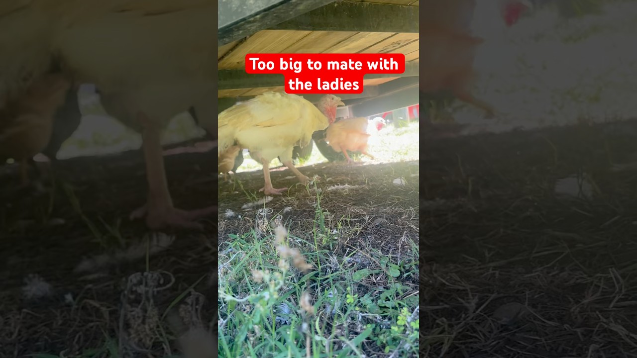 White breasted turkeys are too big to naturally reproduce 