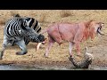 Incredible Moments Lion Are Attacked And Tortured By Africa&#39;s Deadliest Zebra To Save Newborn Zebra