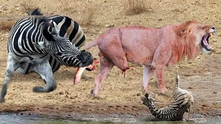 Incredible Moments Lion Are Attacked And Tortured By Africa&#39;s Deadliest Zebra To Save Newborn Zebra