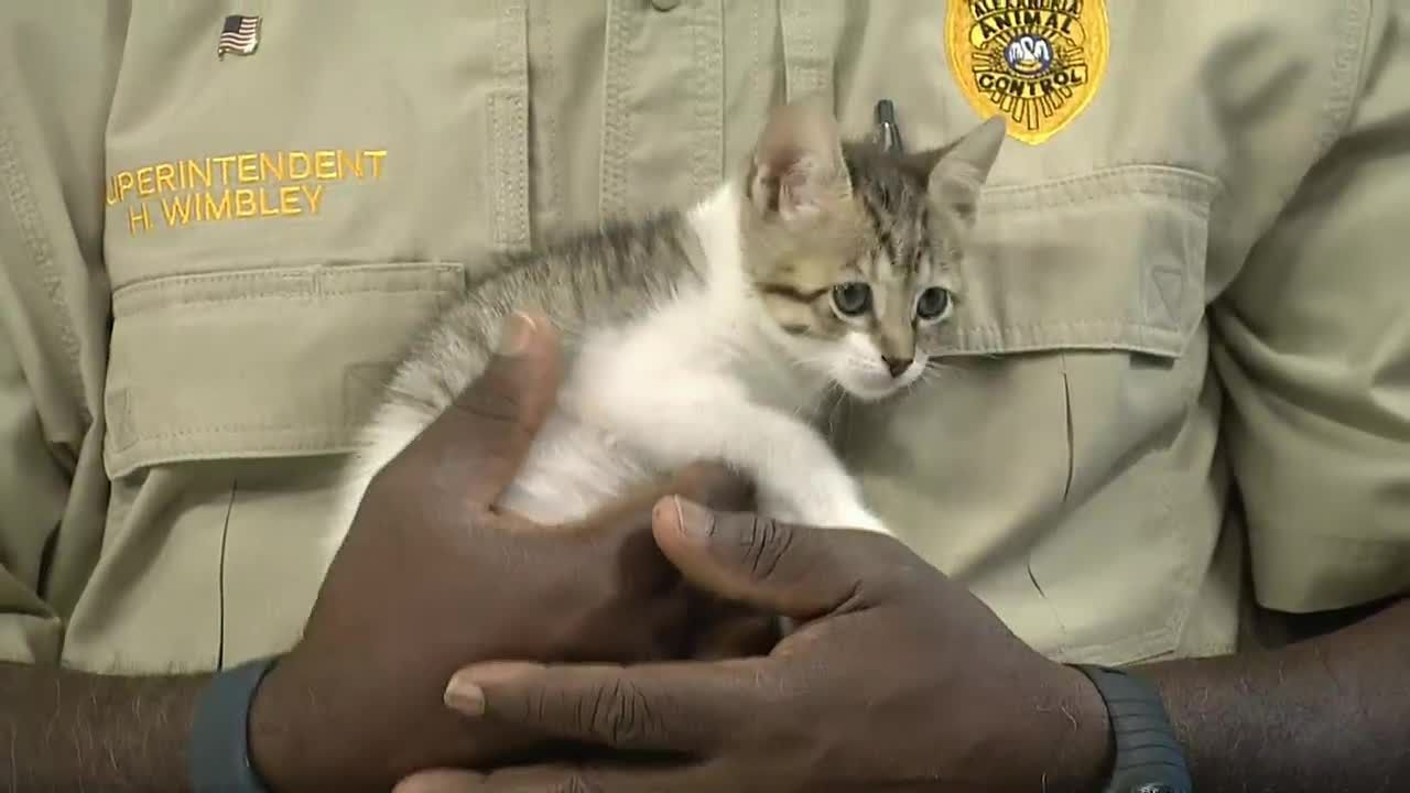 Alexandria Animal Shelter With A Pet Up For Adoption YouTube Alexandria Animal Shelter With A Pet Up For Adoption YouTube