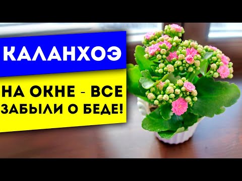 6 Чудесных Применений! Вот какие болезни на самом деле лечит каланхоэ