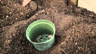 Spaghetti Squash Planting Guide : Planting Garlic & Gardening Tips