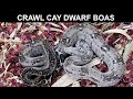 Crawl Cay Dwarf Boas