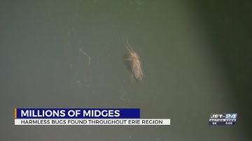 See an increase in bugs? Here