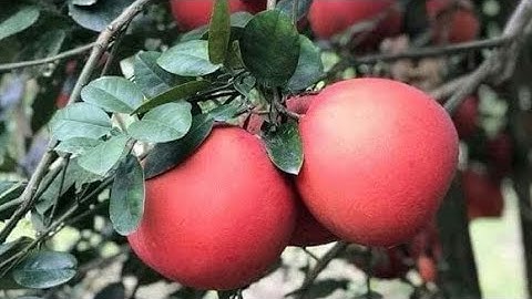 🌿 Giống cây ăn quả | Địa chỉ cung cấp giống BƯỞI ĐỎ LUẬN VĂN uy tín