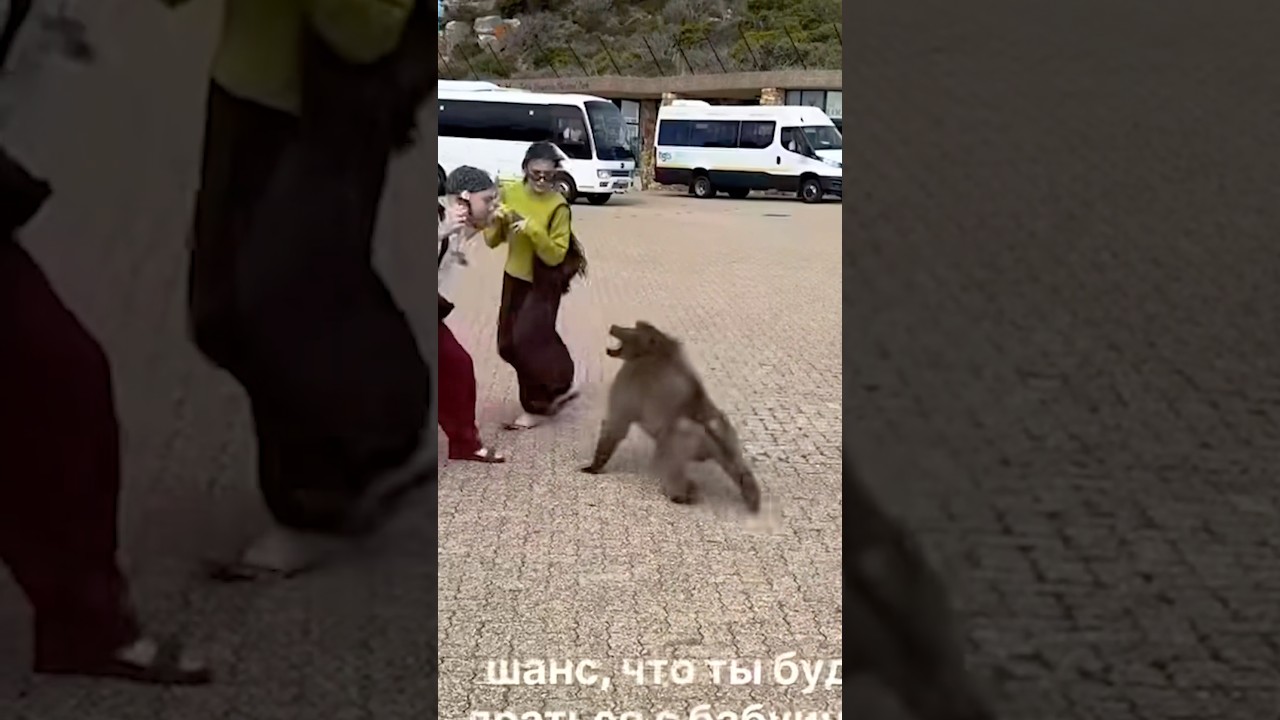 🤔КАК ВЫЖИТЬ, ЕСЛИ БАБУИН ХОЧЕТ ОТОБРАТЬ ВАШ ПАКЕТИК ЧИПСОВ😡