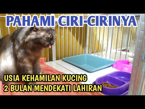 Video: Tanda-tanda Awal Persalinan Pada Kucing