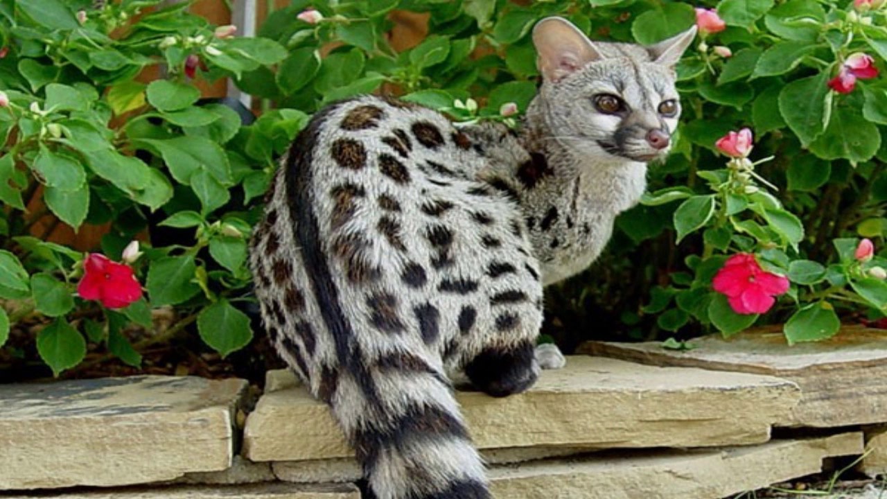 LOS ANIMALES MΓS TIERNOS DEL MUNDO casi extintos πππ’