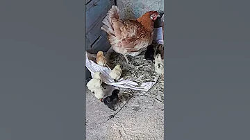 دجاجة تنادي صغارها للنوم 