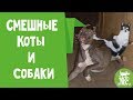 Смешные видео про котов и собак