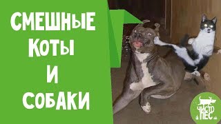 Смешные видео про котов и собак