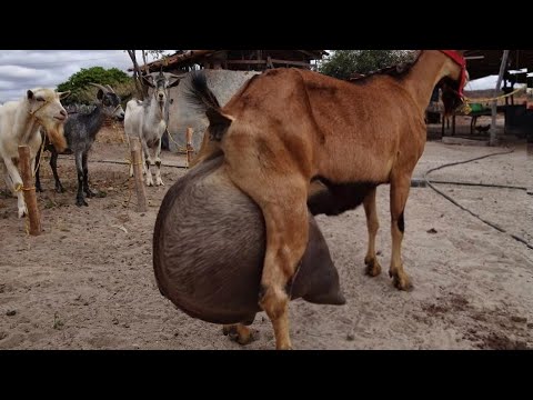 Vídeo: Como engarrafar cabritos