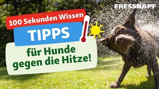 Tipps für Hunde bei Hitze