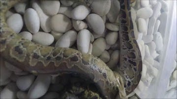 Python curtus breitensteini shedding