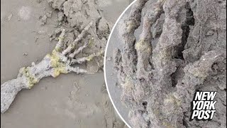 Shocked couple discovers ‘alien hand’ on beach: ‘Looks like ET’s bones!’ | New York Post