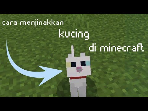 Video: Bisakah kamu mengikat kucing liar di minecraft?