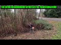 MAN Clears A FOREST of OVERGROWN Blackberries! Forestry Mulching Stihl FS-461 Clearing Saw