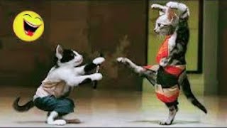 New Cute and Funny Animals 2024  Funniest Cats and Dogs Videos #45